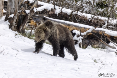 Grizzly Jam in Pelican Valley YNP 2025
